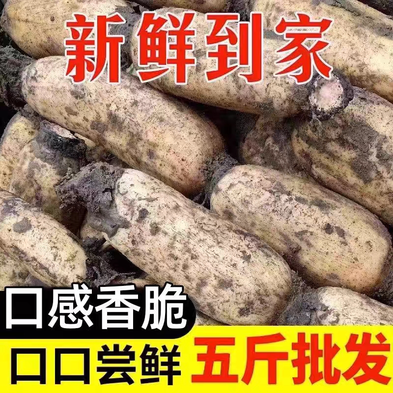 云南莲藕新鲜5斤正宗煲汤藕现挖现发糯米藕炖汤粉嫩藕脆藕白莲藕1