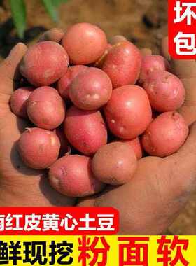 云南红皮黄心农家自种小土豆高山马铃薯新鲜蔬菜洋芋包邮