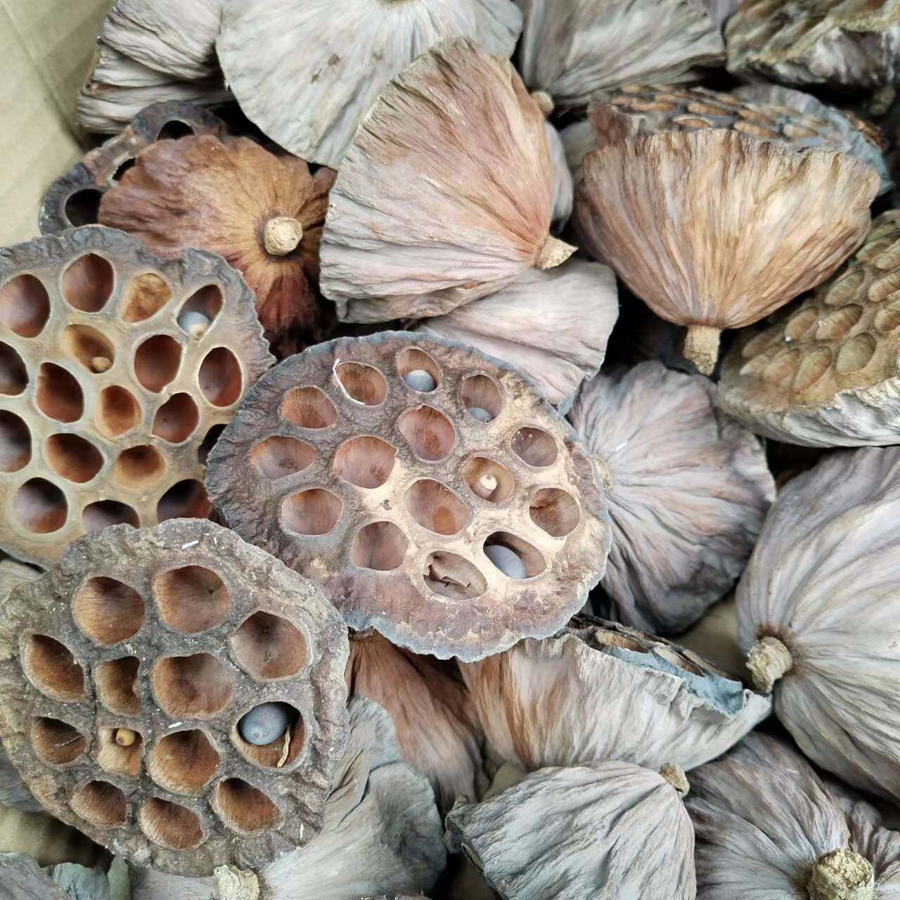 1件25朵纯天然晒干莲房中药材无硫莲蓬壳孕妇煮水去胎毒老莲蓬