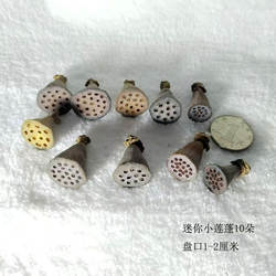 莲蓬摆件装饰品干花野生真莲蓬天然色无喷漆涂色食品级装饰可diy