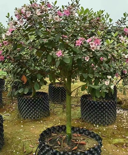 桃金娘精品苗改良大果种植庭院盆栽桃金娘树苗山捻子果苗盆景