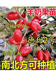 羊奶果树苗盆栽地栽当年结果羊奶果树耐冬耐冻南北方四季种植果树