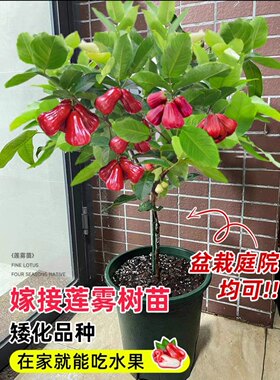 莲雾苗黑金刚 大叶 黑糖芭比 嫁接苗南方果树苗庭院地栽开花结果