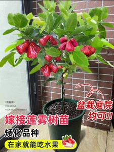 莲雾苗黑金刚 大叶 黑糖芭比 嫁接苗南方果树苗庭院地栽开花结果