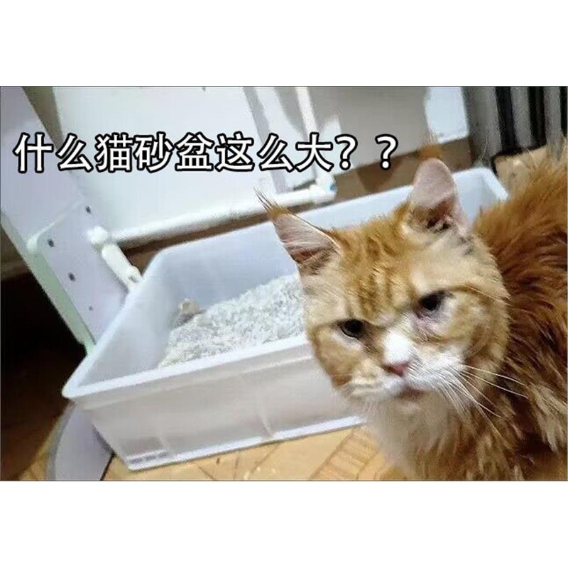 缅因猫集装箱砂盆全开放特图片