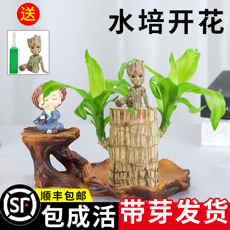 巴西木巴旦木盆栽工位绿植桌上禄植绿色植物室内好养幸运木水培