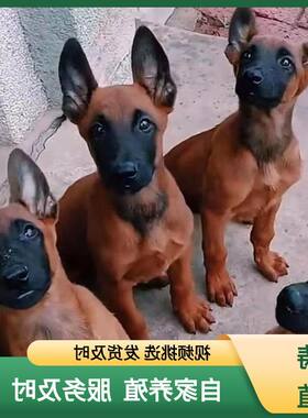 警犬马犬红枣红色爆出售纯种小