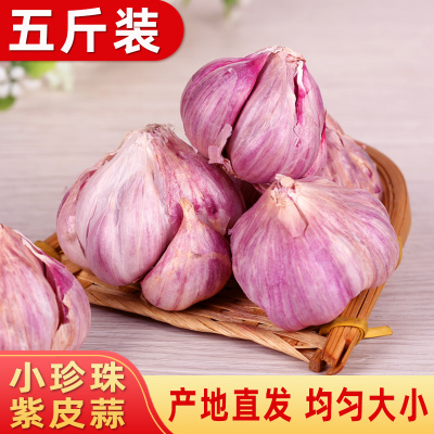 2020新鲜蒜紫皮活大蒜5斤老品种小珍珠干蒜红皮蒜种子多瓣蒜