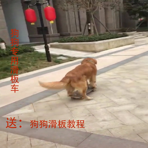 专用网红同款训练玩具狗狗宠物狗