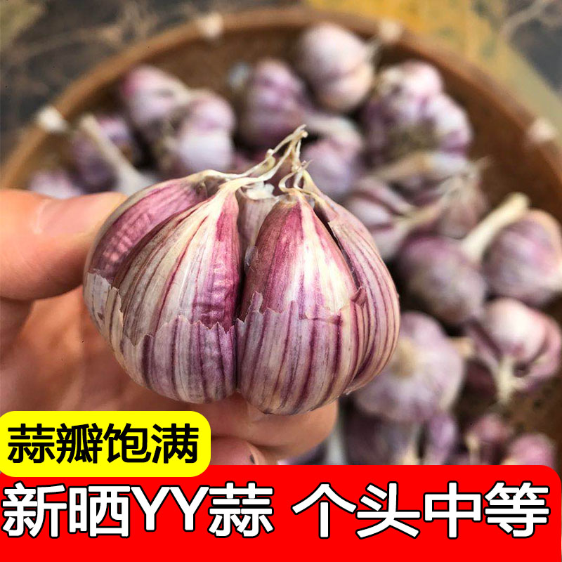 0农家云南新鲜紫皮大蒜头