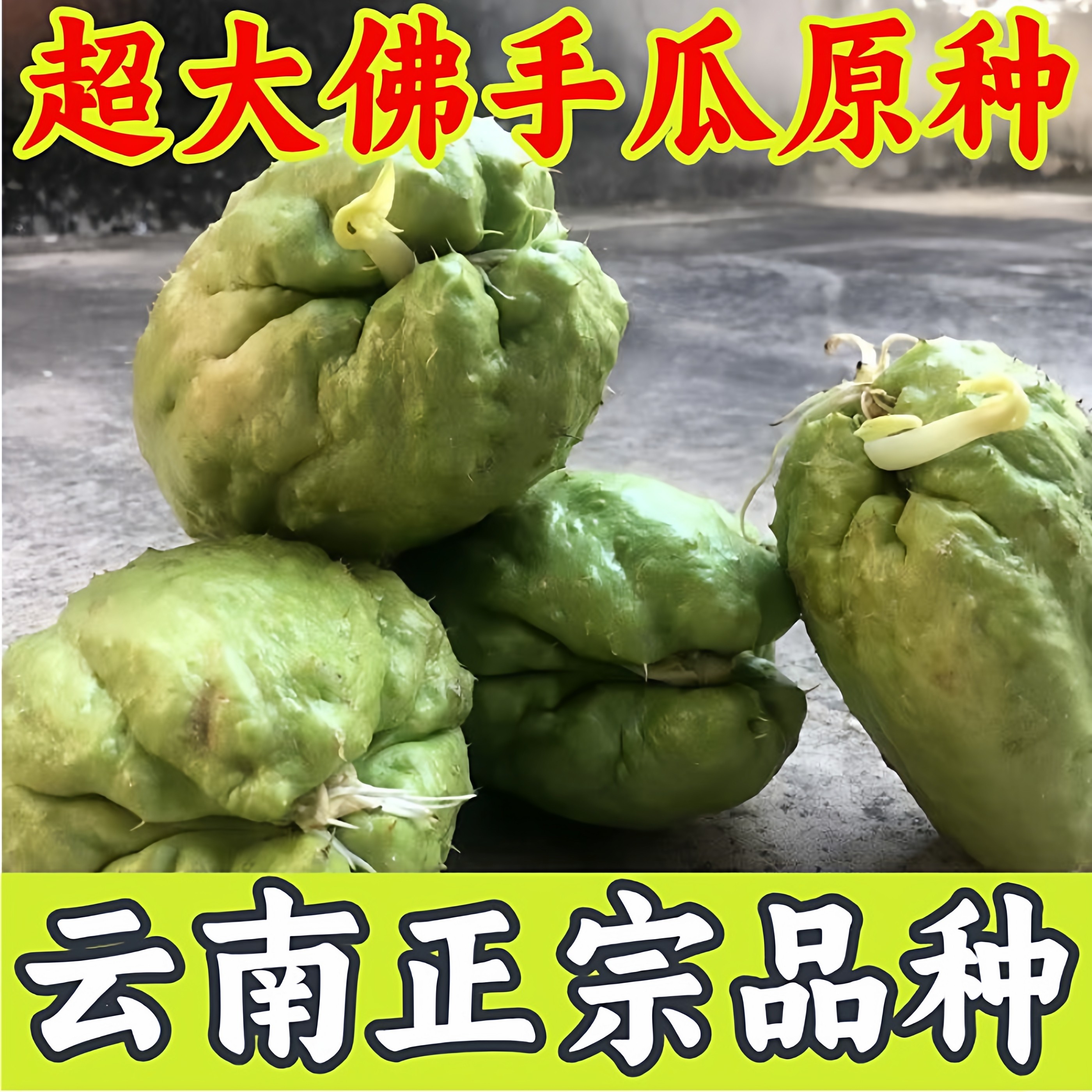 云南佛手瓜种子窝瓜种子藤瓜种子新鲜出芽佛手瓜种高原农家蔬菜瓜