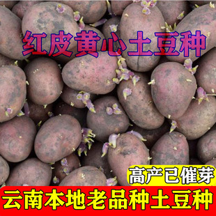 云南高原红皮黄心土豆种子粉糯洋芋种子马铃薯种子农家自留土豆种