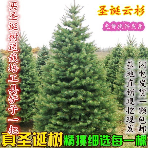 圣诞树真树盆栽活的挪威云杉诺贝松树苗绿化圣诞节商场家用装饰品