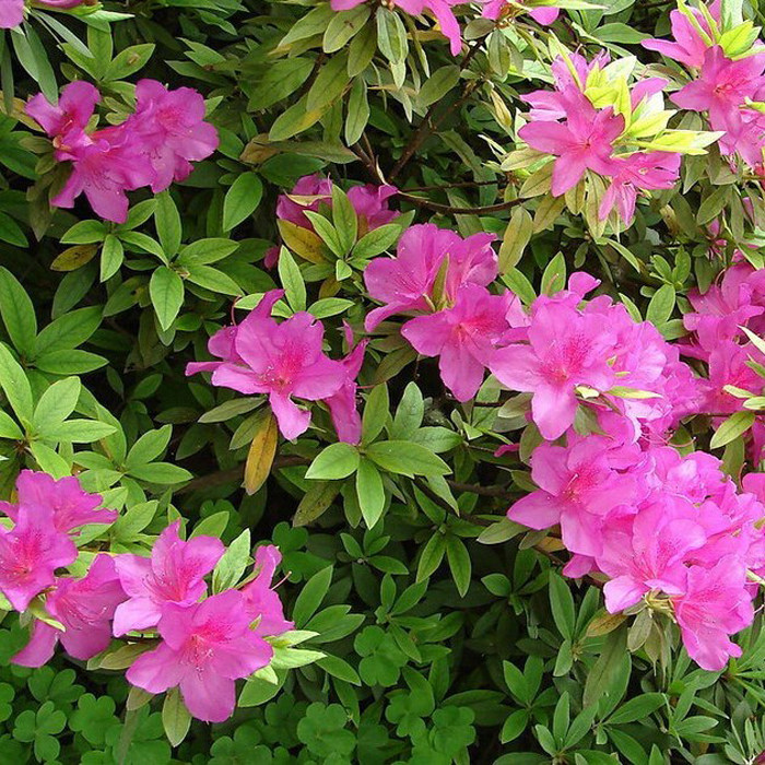 毛杜鹃花苗树苗四季常青室外庭院植物绿化带篱笆工程色块苗杜鹃花