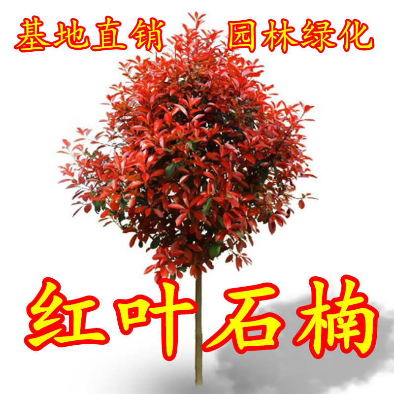 红叶石楠树苗小苗围墙绿篱植物高杆四季常青庭院绿化新品热卖柱球