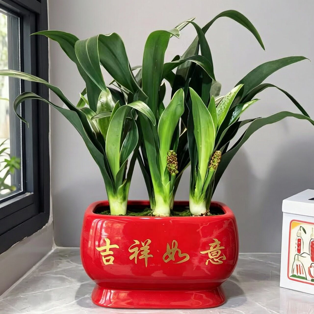 中华金边万年青盆栽耐寒耐阴招财