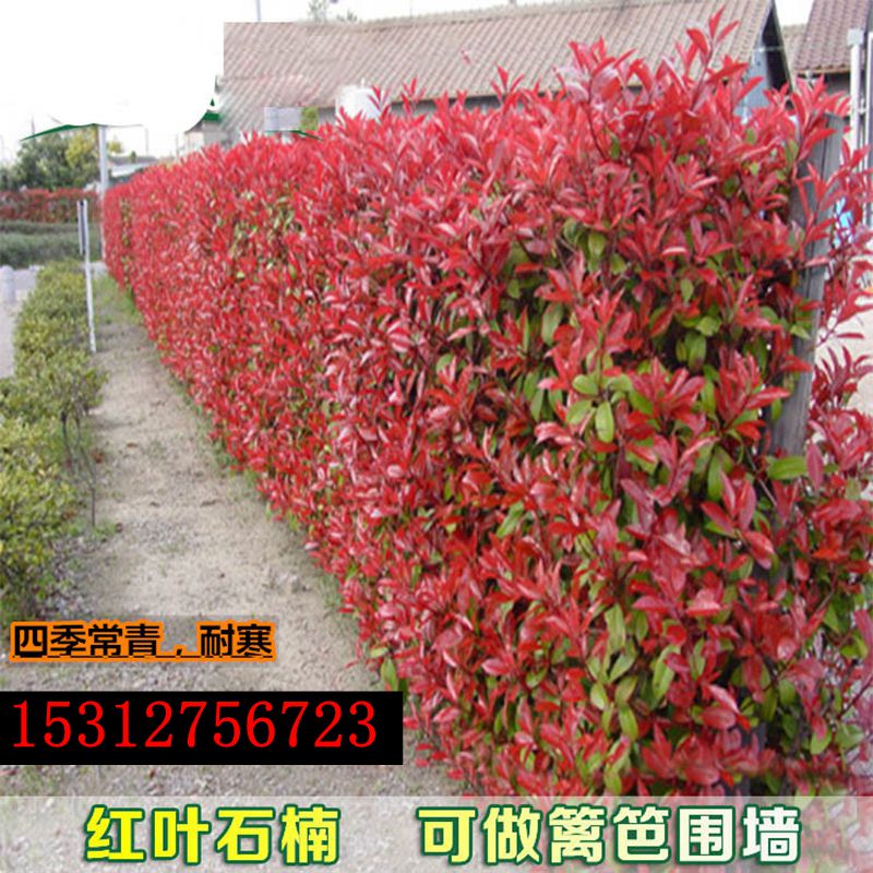 红叶石楠树苗红罗宾红头石楠苗火焰红色块小苗彩叶庭院植物绿化苗