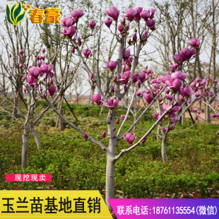 玉兰树苗玉兰花苗广玉兰紫玉兰红玉兰苗工程庭院绿化苗木观花植物