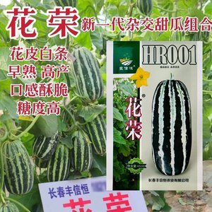 丰信恒甜瓜花荣甜瓜种子博洋9号类甜瓜花皮白条酥脆香甜绿肉红瓤