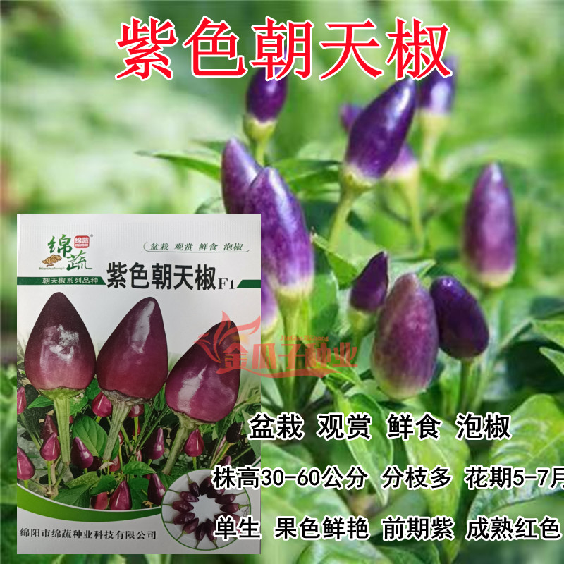 观赏食用型紫色朝天椒泡椒阳台花盆盆栽新型辣椒蔬菜易活四季种植