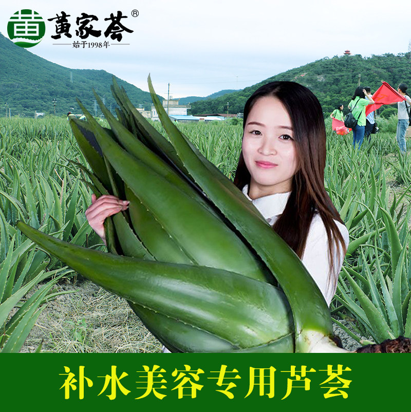 库拉索芦荟室内室外亮白补水图片