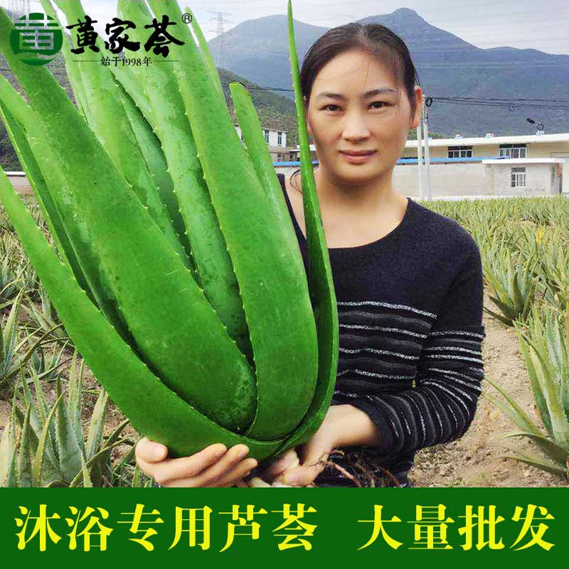 库拉索芦荟洗浴中心专用美白补水图片