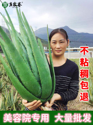 美国库拉索芦荟美容院亮白补水