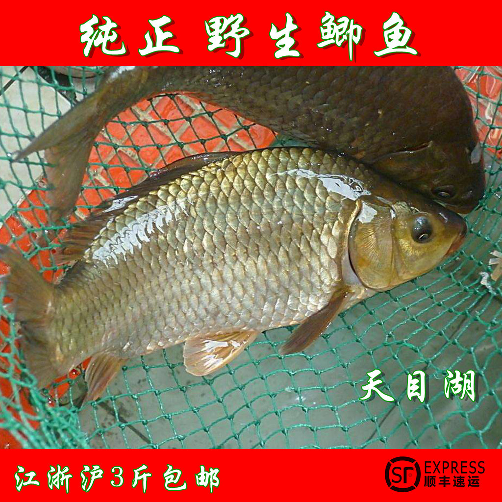 天目湖 野生鲫鱼 天然纯正野味 杂鱼 昂刺 呆子鱼 野生黄鳝 龙虾