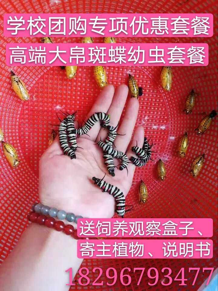 真活宠物蝴蝶幼虫宝宝卵蛹昆虫爬虫活体蝴蝶放飞10只大帛斑蝶幼虫