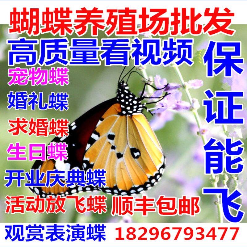 活蝴蝶真蝴蝶活体蝴蝶放飞求婚婚礼生日开业庆典蝴蝶活体顺丰包邮