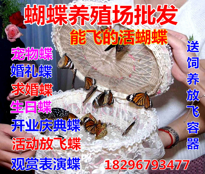 活蝴蝶活体的蝴蝶放飞真蝴蝶求婚庆典婚礼养殖蝴蝶50只顺丰包邮