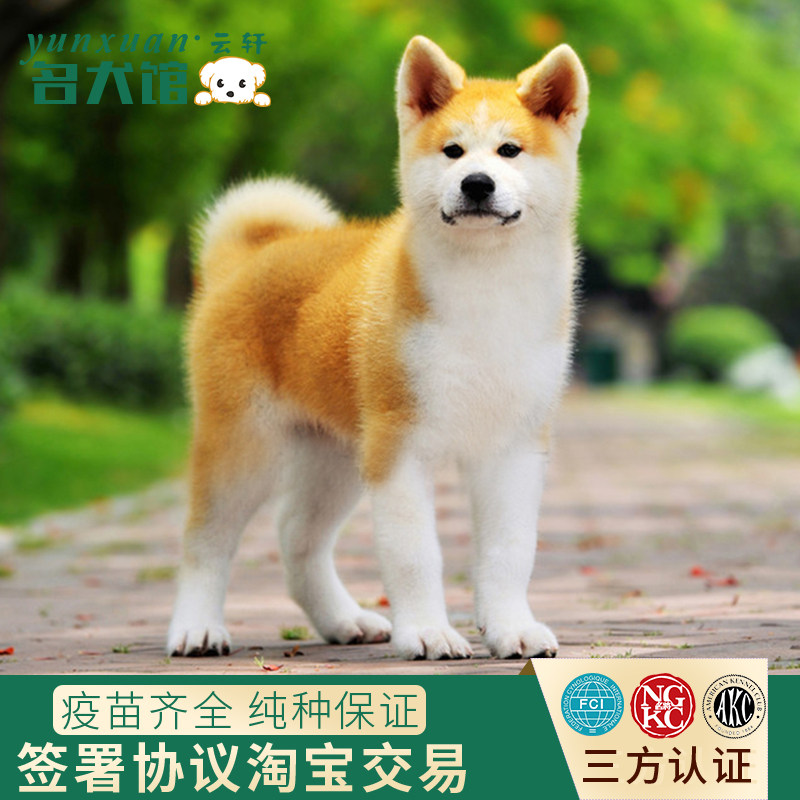 cku赛级双血统纯种日本秋田犬幼犬大型犬忠犬八公狗  云轩犬舍&radic;