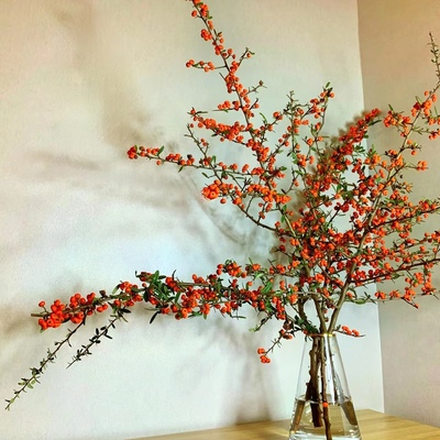 鲜切火把果火棘果果实装饰