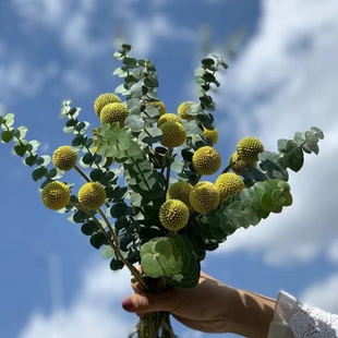 黄金球尤加利叶黄金组合可风干做干花简约风室内卫生间装 饰除异味