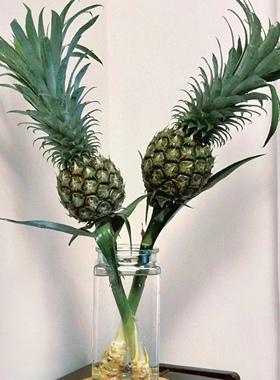 带杆水培绿色小菠萝创意可食用长花期创意水养植物鲜花菠萝