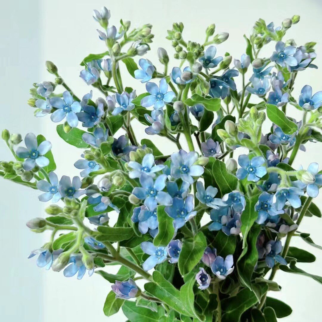 蓝星花鲜切花配花清新可爱瓶插摆台家居家庭装饰观赏云南直发