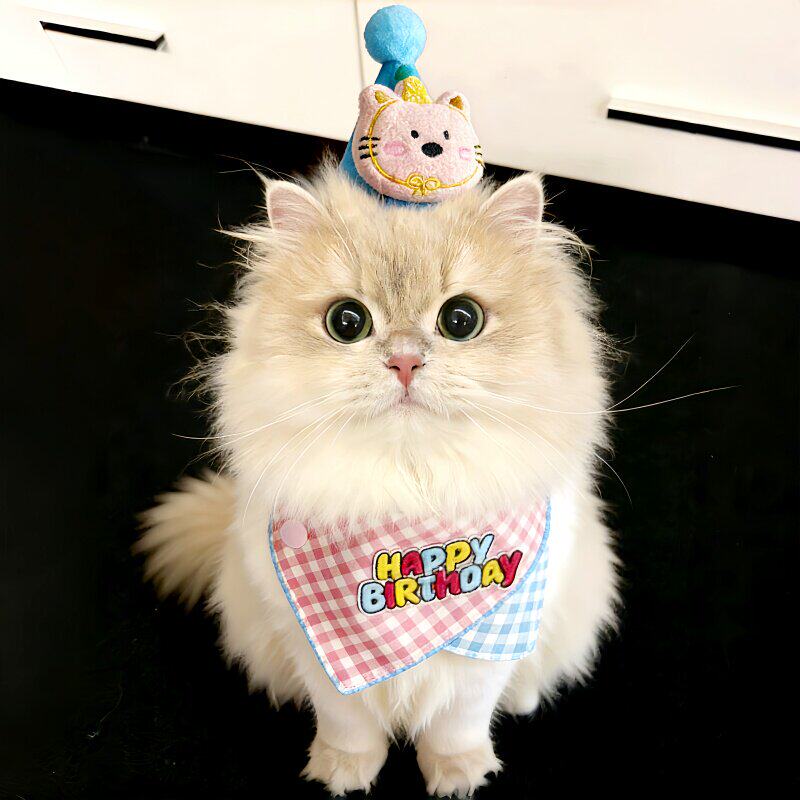 【超有仪式感哟】猫咪生日装饰宠物生日帽狗狗猫咪周岁庆生装扮