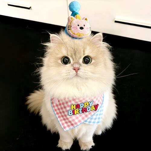 【超有仪式感哟】猫咪生日装饰宠物生日帽狗狗猫咪周岁庆生装扮