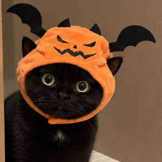 【万圣节装扮】邪恶南瓜头套猫咪