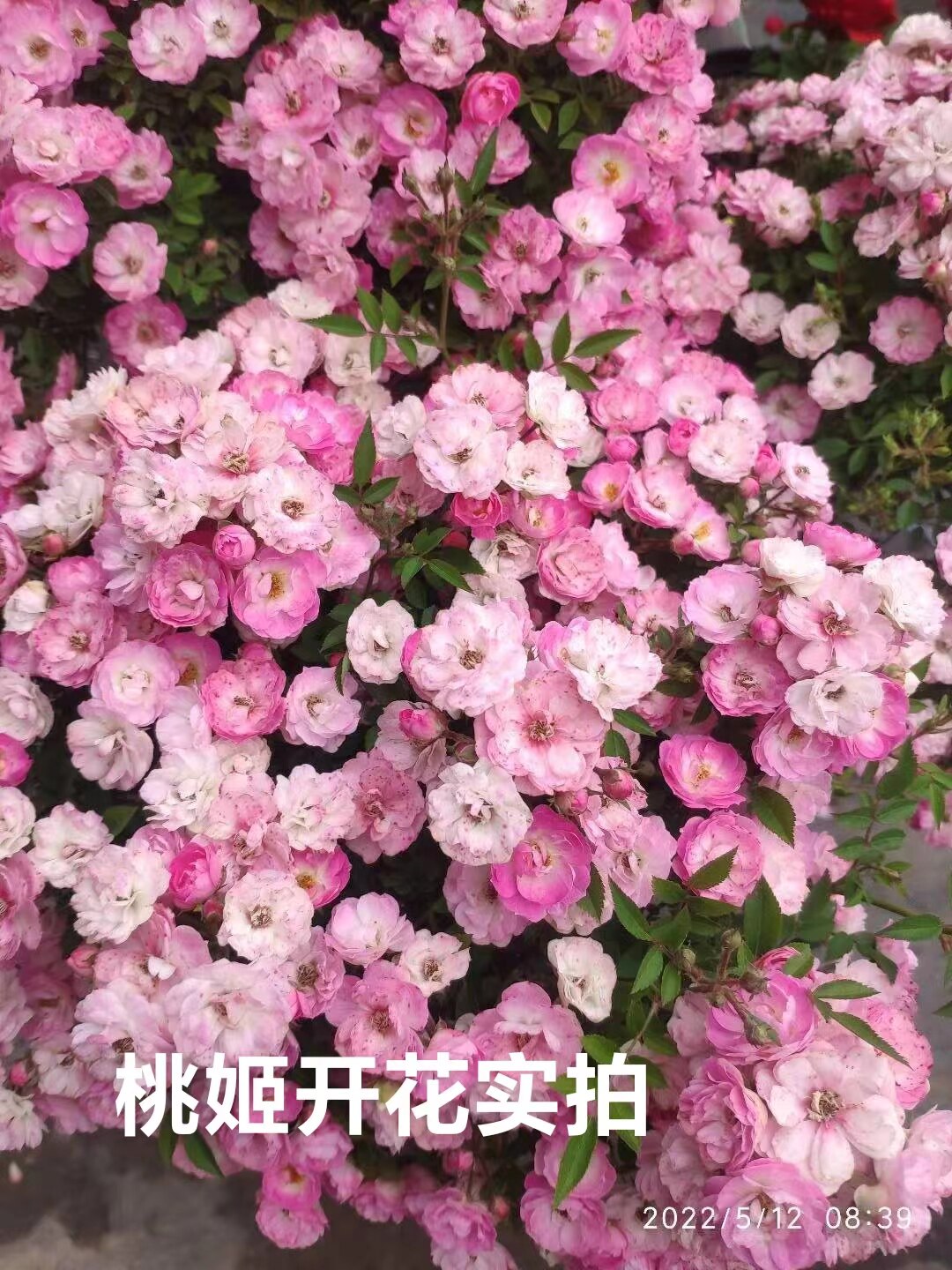 姬月季 桃姬 月季高提根盆景 开花机器