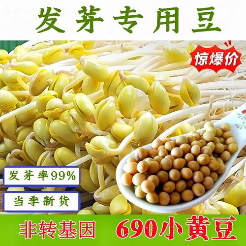 黑龙江非转基因发芽专用黄豆