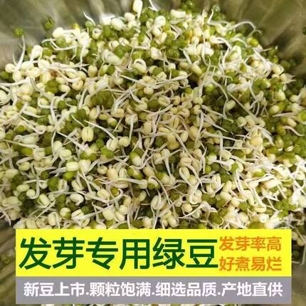 东北黑龙江非转基因发芽煮粥专用绿豆2025年新豆高出芽率发芽率豆