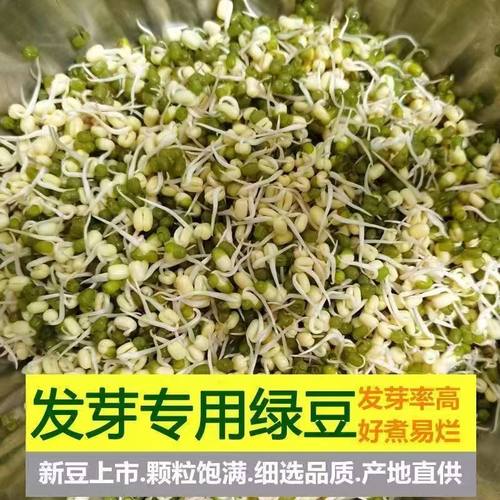 东北黑龙江发芽煮粥专用新绿豆