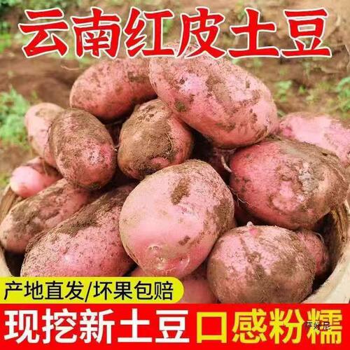 现挖现发云南红皮土豆新鲜红皮黄心土豆洋芋马铃薯蔬菜粉面糯香