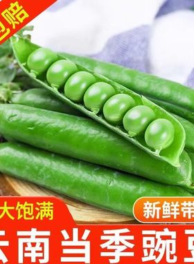 云南新鲜豌豆青豆甜脆水果豌豆云南农家露天种植现摘新鲜豌豆荚