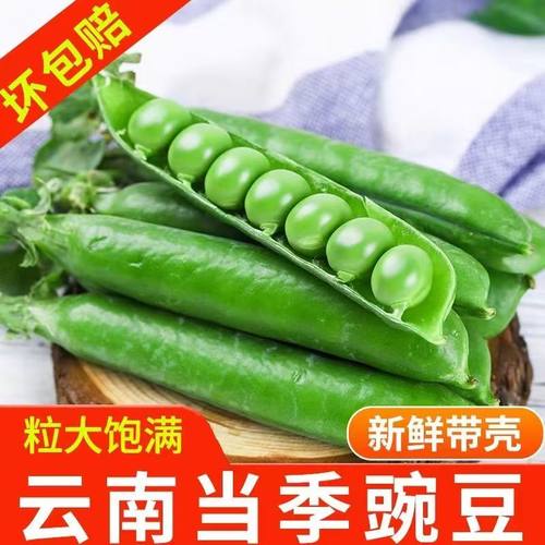 云南新鲜豌豆青豆甜脆水果豌豆云南农家露天种植现摘新鲜豌豆荚