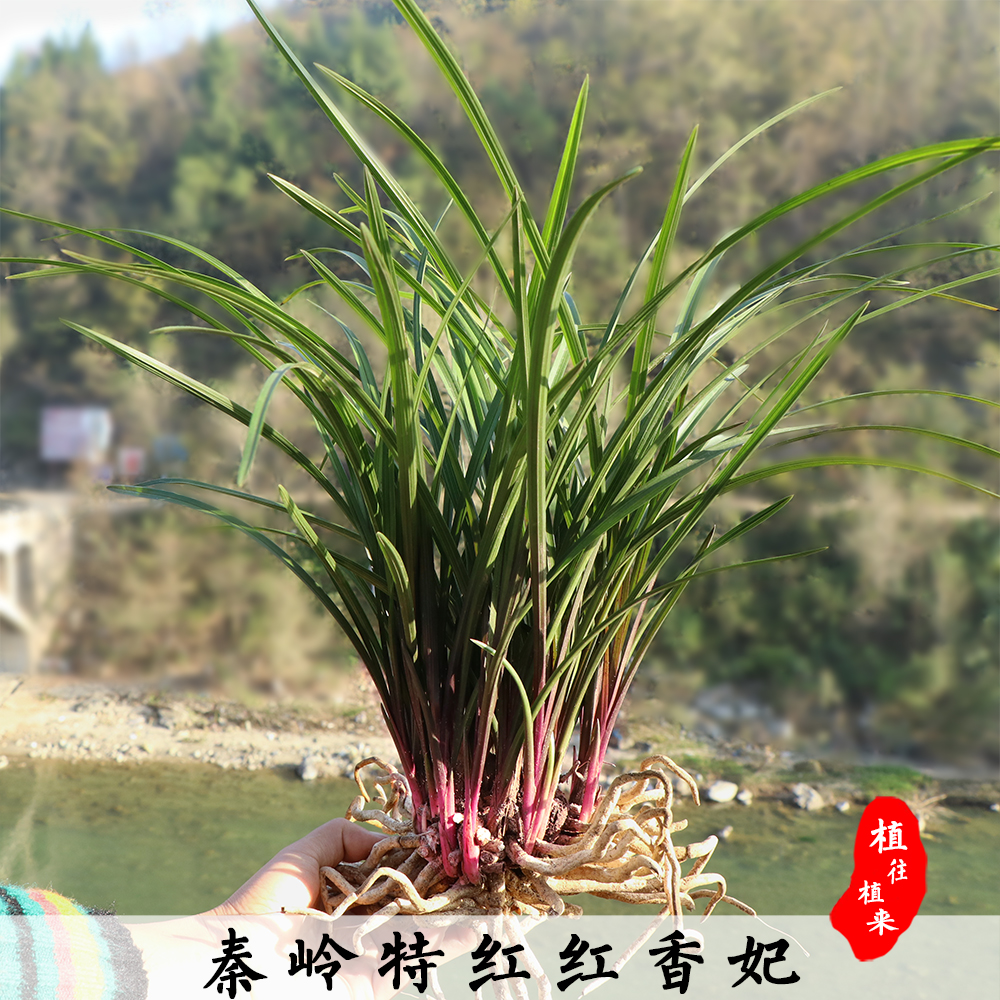 红香妃 蕙兰 红草兰花浓香型九头兰兰草 绿植四季耐寒耐热花卉