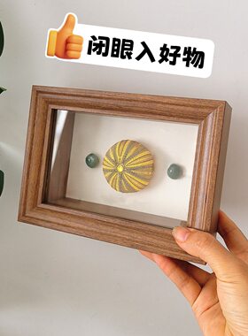 贝壳标本框海胆蝴蝶昆虫展示框