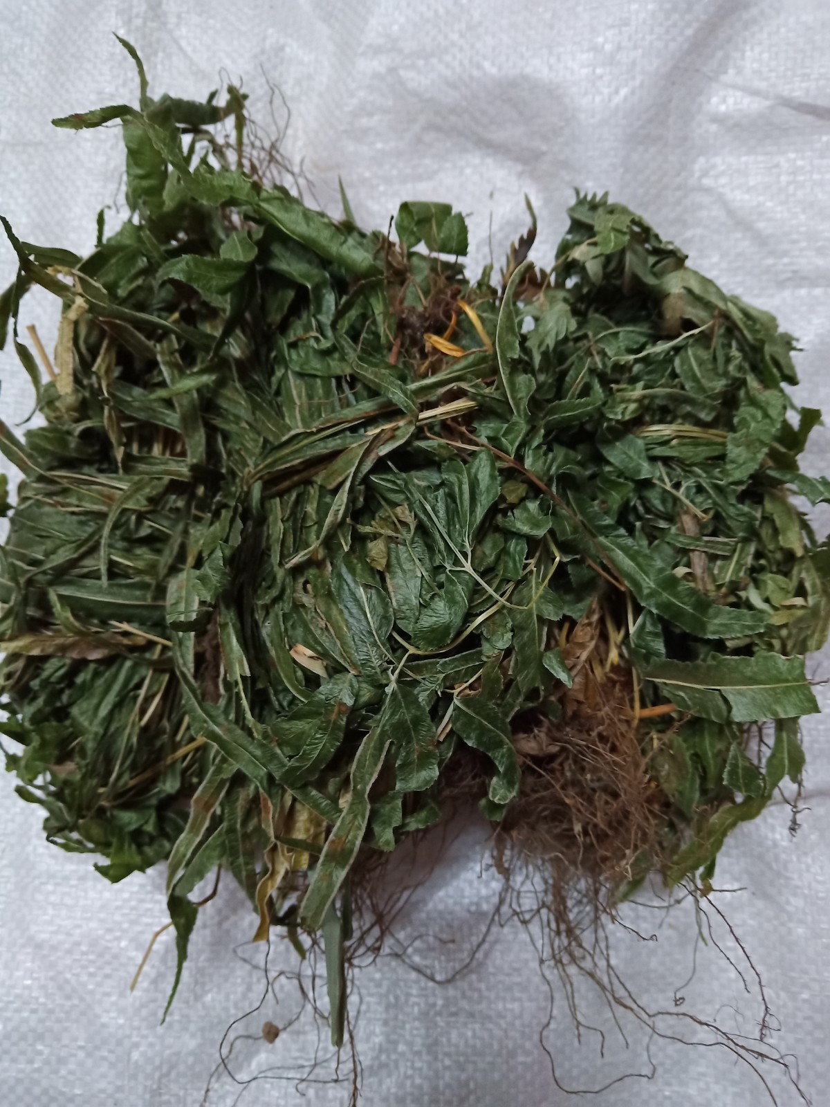 中药材凤尾草 野生鸡脚草 金鸡尾凤凰草井栏草 鸡爪子草 干品包邮