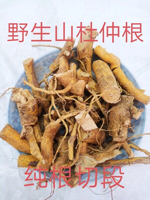 梅州山区野生杜仲根 山杜仲纯根黄皮杜仲根 /中药材干品500克包邮